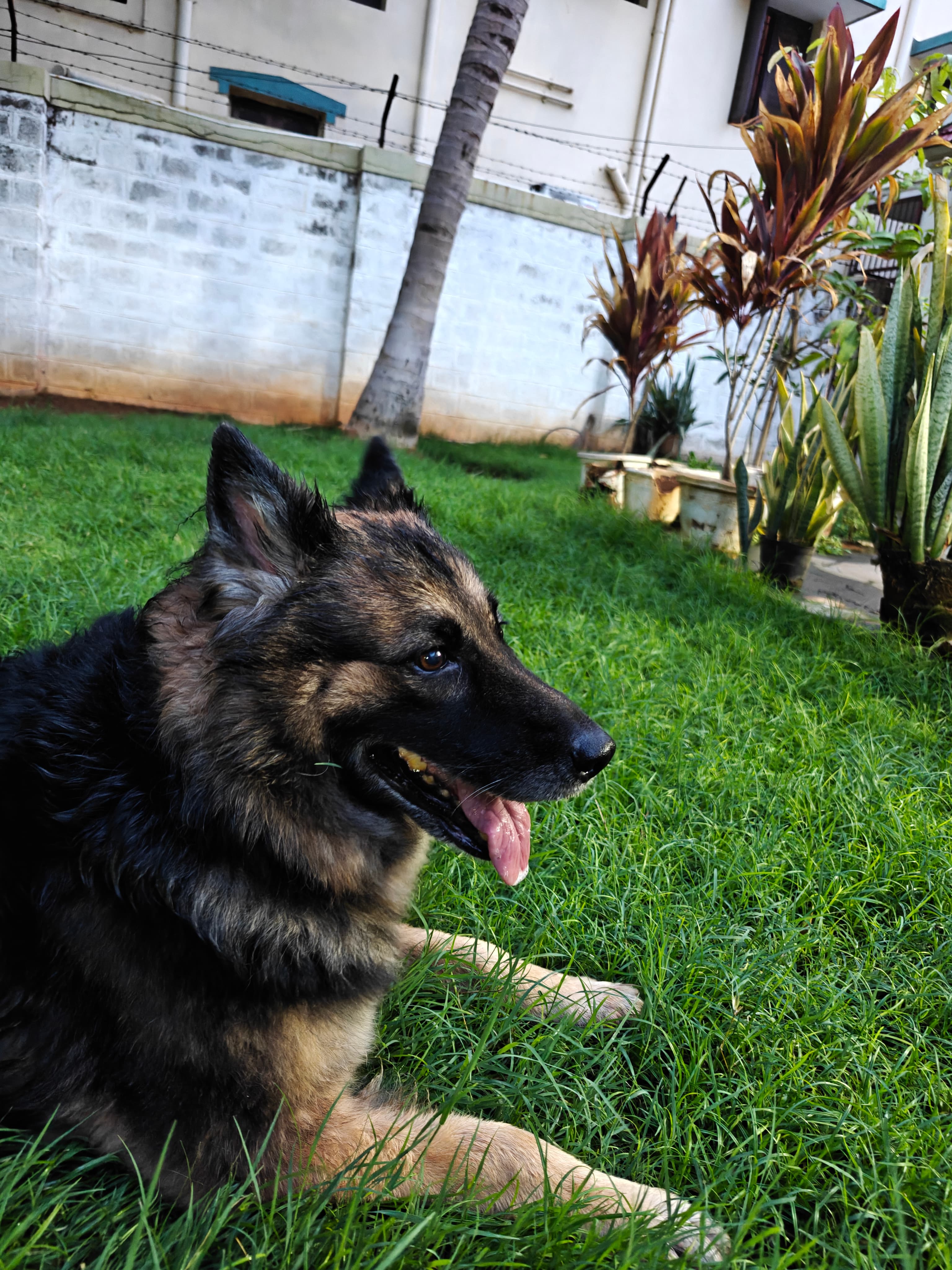 My Dog